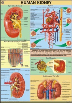 wellness empowerment ebony printed kidneys wellness empowerment ebony printed kidneys