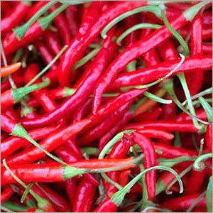 Red Chilli Red Chilli
