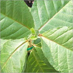 guava leaves and carrot extract as Find great deals on ebay for guava leaf extract shop with confidence. guava leaves and carrot extract as Find great deals on ebay for guava leaf extract shop with confidence.