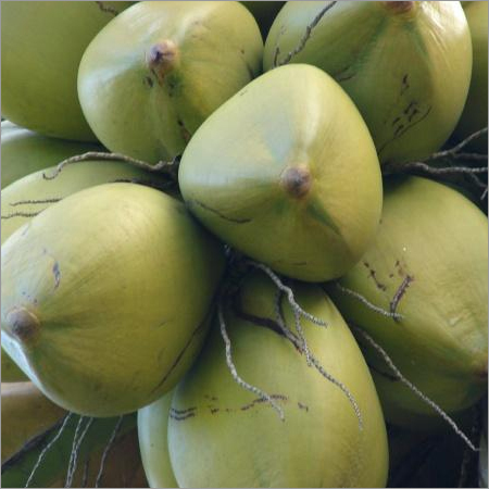 Fresh Coconuts Fresh Coconuts