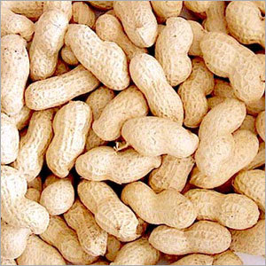 Groundnut Groundnut