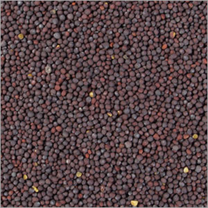 Black Mustard Seed Black Mustard Seed