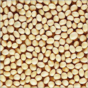 Soyabean Soyabean