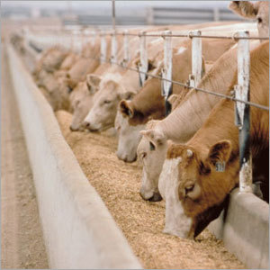 Livestock Feed Livestock Feed