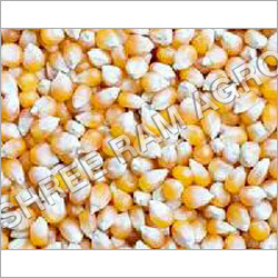 Maize Seeds Maize Seeds