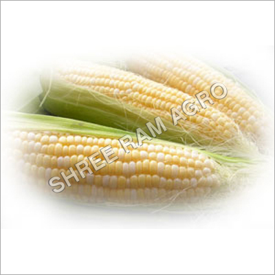 Indian Yellow Corn Indian Yellow Corn