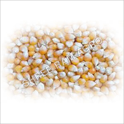 Yellow Corn Yellow Corn