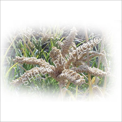 Indian Millet Indian Millet