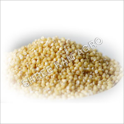 Millet Seeds Millet Seeds