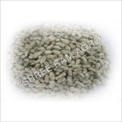 Cotton Seeds Cotton Seeds