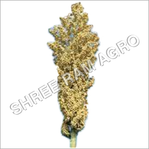 Sorghum Sorghum