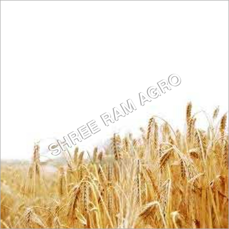 Barley Barley