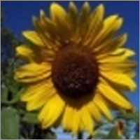 Helianthus Annuus Helianthus Annuus