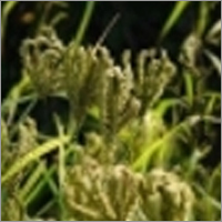 Eleusine Coracana Eleusine Coracana