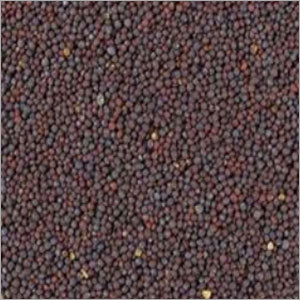 Mustard Seeds Mustard Seeds