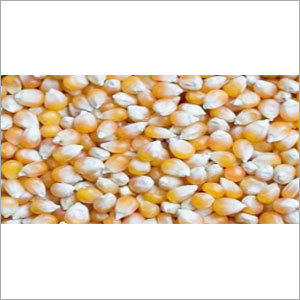 Yellow Maize Yellow Maize