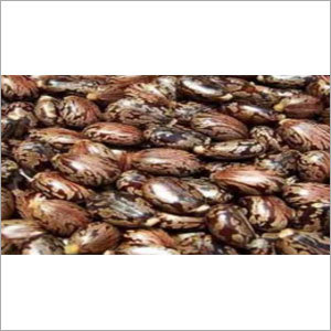 Castor Seeds Castor Seeds