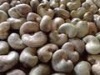 Raw Cashew Raw Cashew