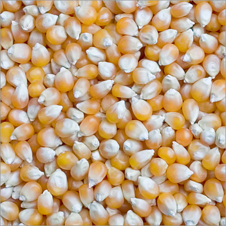 Yellow Maize Yellow Maize