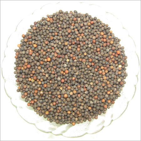 Embelia Ribes Embelia Ribes