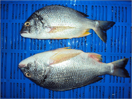 Black Sea Bream Black Sea Bream