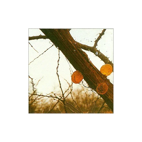 Gum Arabic Gum Arabic