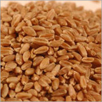 Wheat Wheat