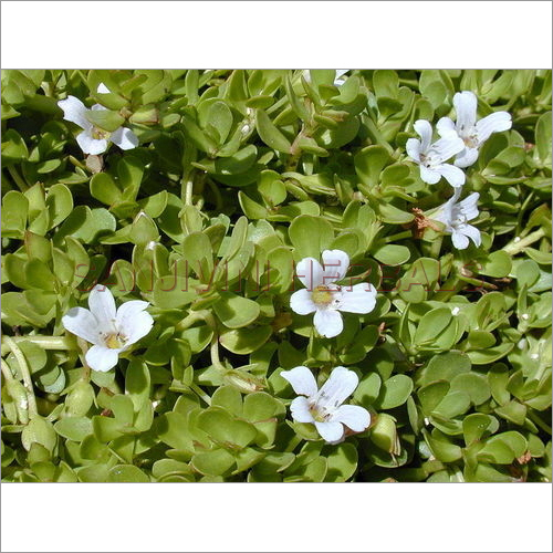 Bacopa Monnieri Bacopa Monnieri