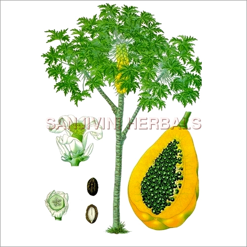 Carica Papaya Carica Papaya
