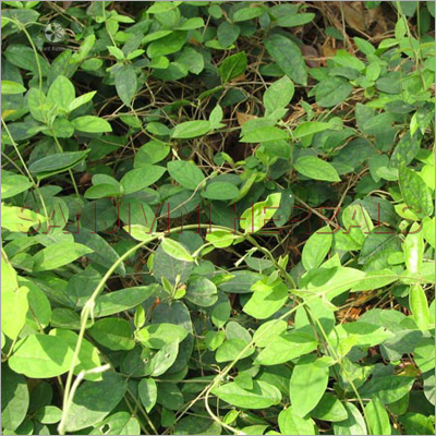 Gymnema Sylvestre Herbs Gymnema Sylvestre Herbs