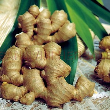 Zingiber Officinale Zingiber Officinale