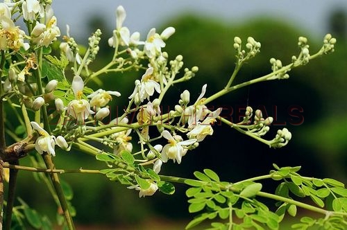 Moringa Oleifera Moringa Oleifera
