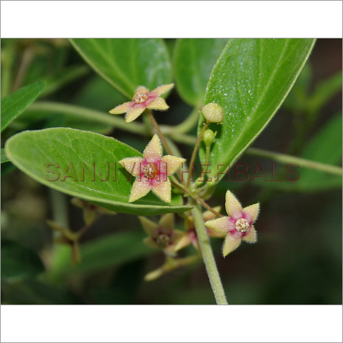 Tylophora Indica Tylophora Indica