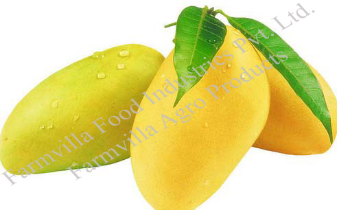Mango Powder Mango Powder