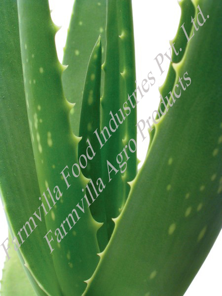 Aloe Vera Powder Aloe Vera Powder