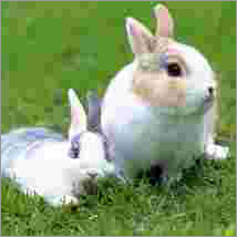 Clostridium Butyricum Clostridium Butyricum