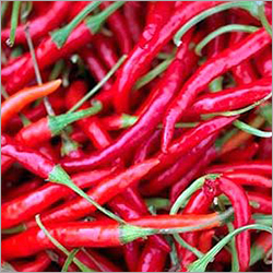 Red Chilli Red Chilli