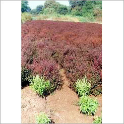 Tulsi Plant Tulsi Plant