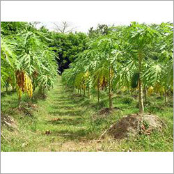 Papaya Tree Papaya Tree