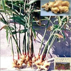 Ginger Plant Ginger Plant