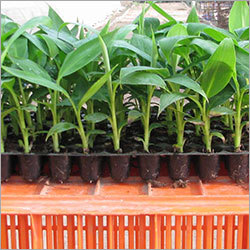 Banana Plant Banana Plant