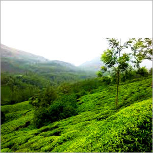 Munnar Local Tour Package Munnar Local Tour Package