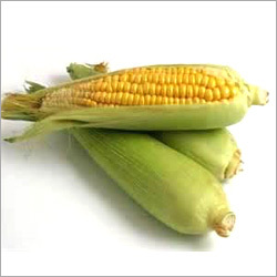 Yellow Corn Yellow Corn