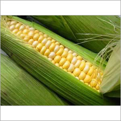 Natural Sweet Corn Natural Sweet Corn