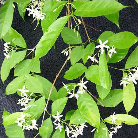 Wrightia Tinctoria Herbs Wrightia Tinctoria Herbs