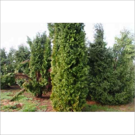 Ornamental Fern plant Ornamental Fern plant