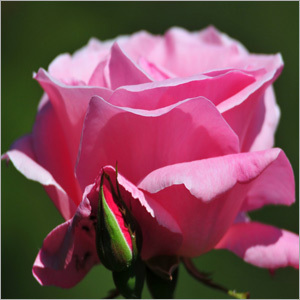 Pink Rose Pink Rose