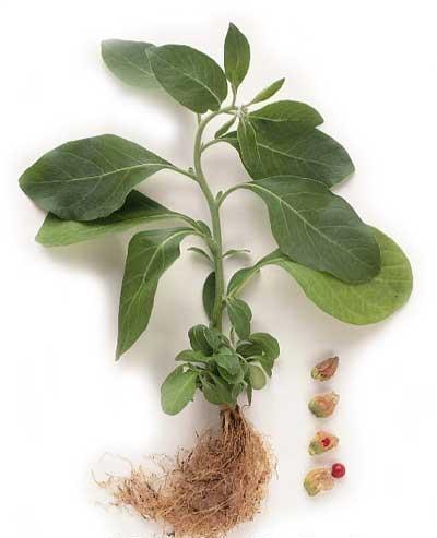 Ashwagandha Extract Ashwagandha Extract