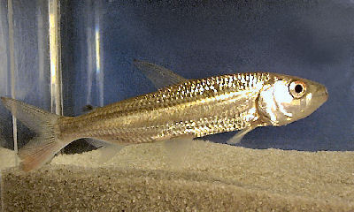 African Tiger Fish African Tiger Fish