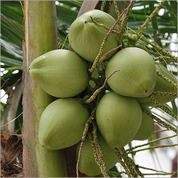Raw Coconut Raw Coconut
